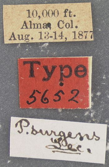 Media type: image;   Entomology 5652 Aspect: labels